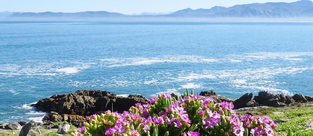 Kleinzee Oceanfront Guesthouse Gansbaai Dış mekan fotoğraf