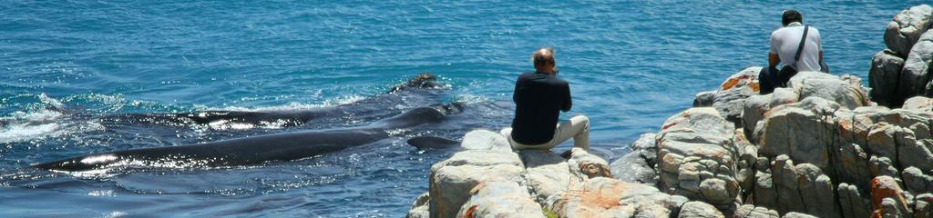 Kleinzee Oceanfront Guesthouse Gansbaai Dış mekan fotoğraf